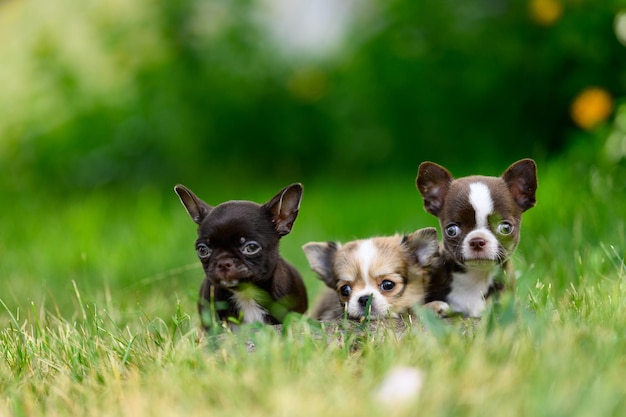 Três pequenos cães chihuahua sentados na grama com olhos redondos e salientes e orelhas salientes