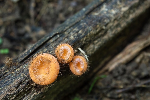 Três pequenos cogumelos laranja com espinhos nascidos no tronco de madeira