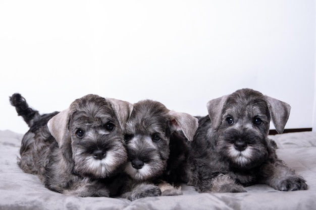 Três pequenos filhotes de schnauzer barbudo preto deitados um ao lado do outro Família de filhotes deitados juntos