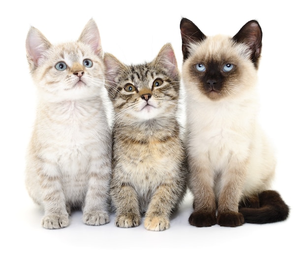 Tres pequeños gatitos en blanco.