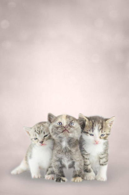 Tres pequeños gatitos juntos sobre fondo bokeh