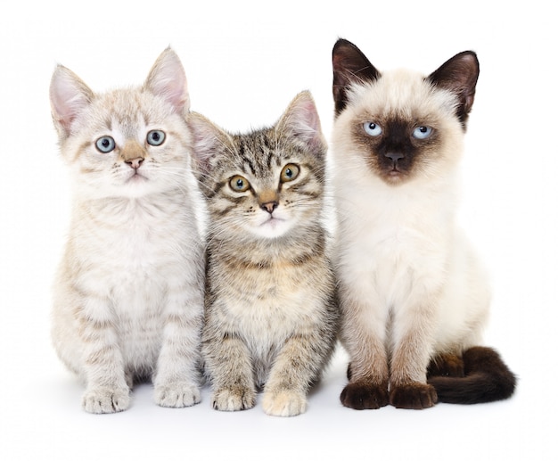 Tres pequeños gatitos