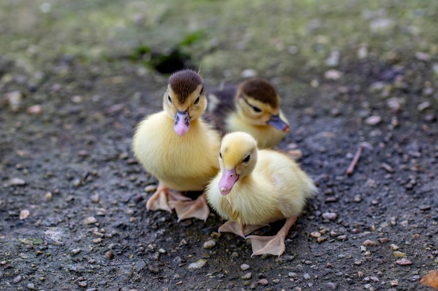 Tres pequeños patitos