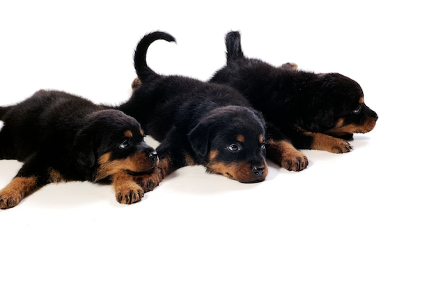 Tres pequeños perritos lindos de Rottweiler