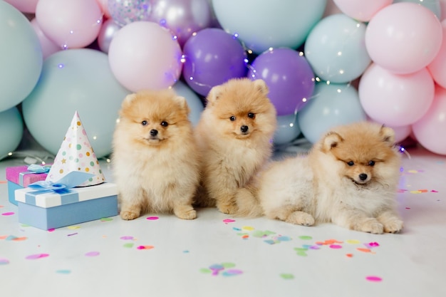 Tres pequeños pomeranianos peludos rojos sentados sobre un fondo de globos