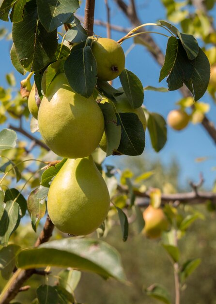 Tres peras maduras amarillas Pyrus en una rama de cerca