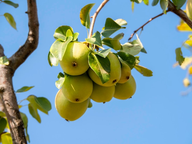 Tres peras maduras amarillas Pyrus en una rama de cerca