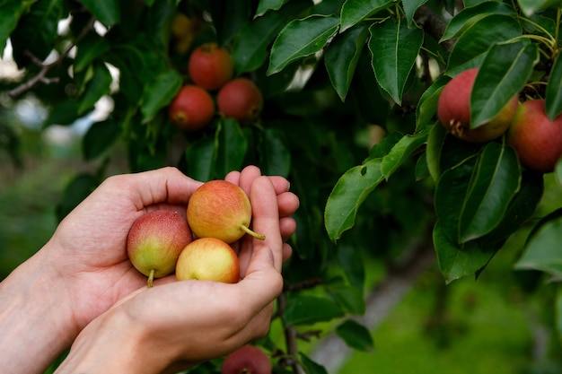 Três peras nas palmas das pereiras e frutos da pera