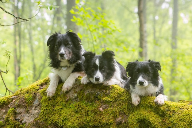 Tres perros border collie blancos y negros yacen en una roca cubierta de musgo en el parque