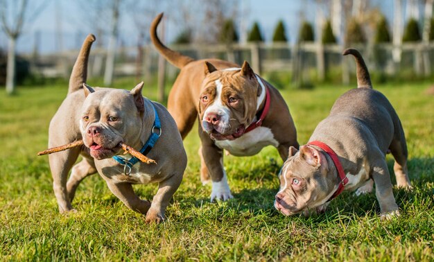 Tres perros bully americanos de color chocolate están caminando