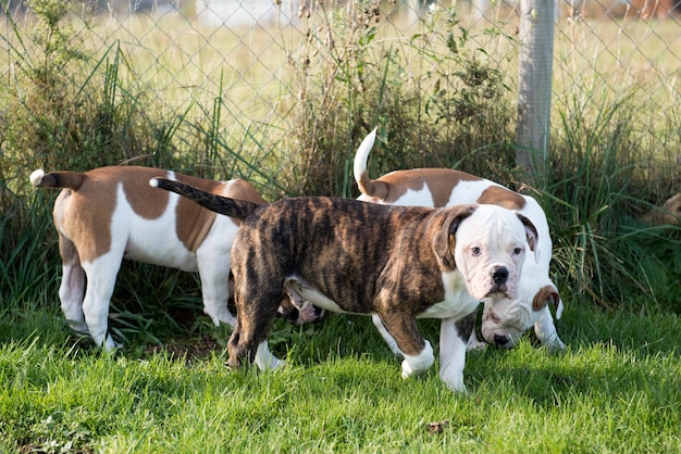 Foto tres perros cachorros de bulldog americano están jugando en movimiento en la naturaleza sobre la hierba verde.