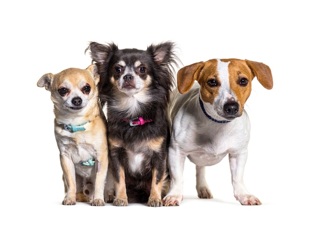 Tres perros chihuahuas y jack russel terrier