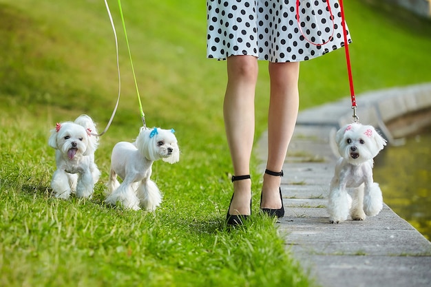 Tres perros falderos malteses con correa