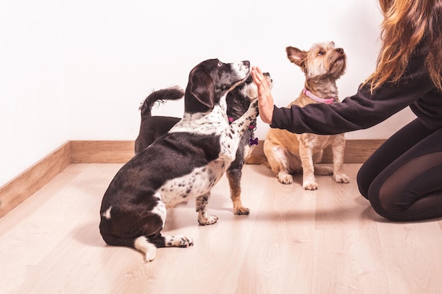 Tres perros con una mujer cuyo rostro no se ve en el interior Un Basset Hound blanco y negro saluda a una niña con una pata