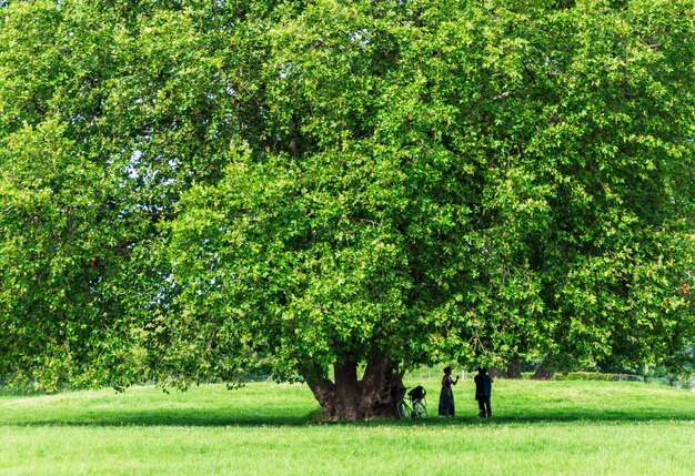 tres personas bajo un árbol que tiene la palabra en él