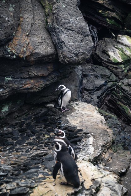 Três pinguim perto da rocha no zoológico