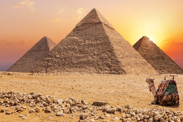 Três pirâmides principais de Gizé e um camelo ao pôr do sol, Egito.