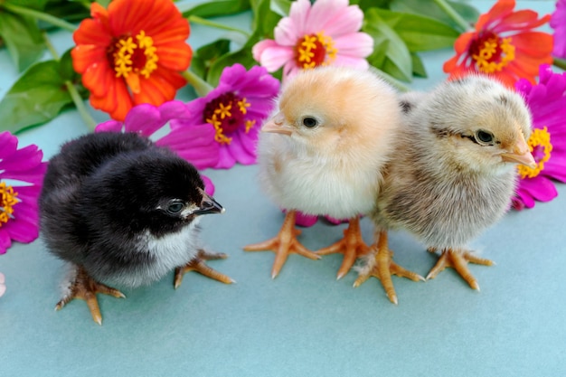 Tres pollito sobre un fondo azul.