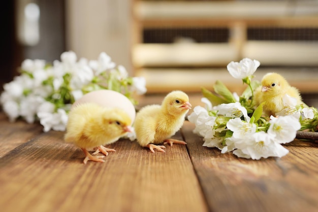 Tres pollos lindos en una mesa de madera contra el fondo de un huevo y una rama en flor