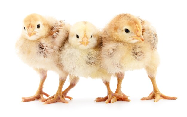 Tres pollos pequeños aislados sobre fondo blanco.