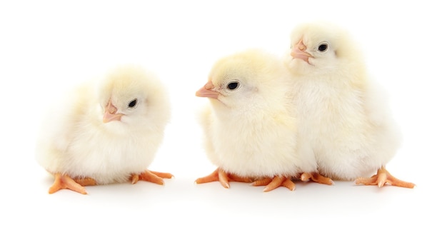 Tres pollos pequeños aislados sobre fondo blanco.