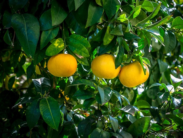 Foto tres pomelos en el árbol