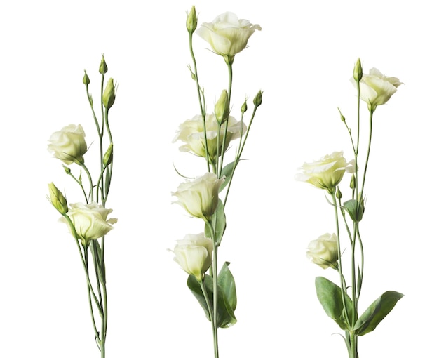 Tres racimos de flores de lisianthus aislado sobre fondo blanco.