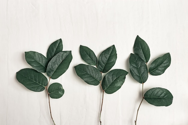 Tres ramas de árbol con hojas verdes