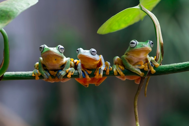 Tres ranas de árbol de Java en rama sentada