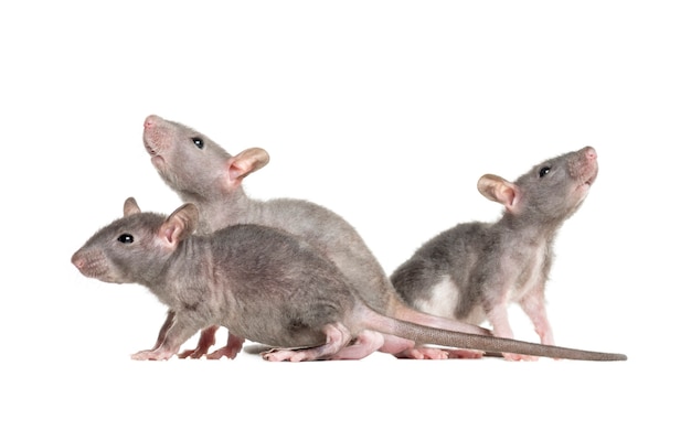 Tres ratas jóvenes sin pelo, aislado en blanco