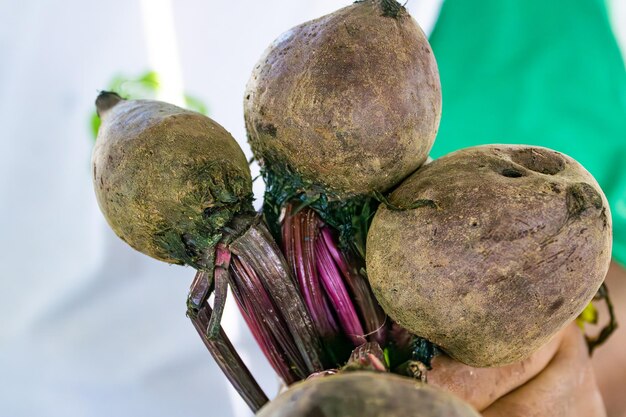 Tres remolachas moradas en la mano del vendedor a la venta en el mercado callejero