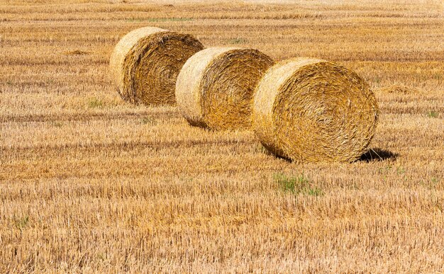 Foto três rolos de palha empilhados. campo agrícola durante a colheita de cereais. horário de verão, foto em close