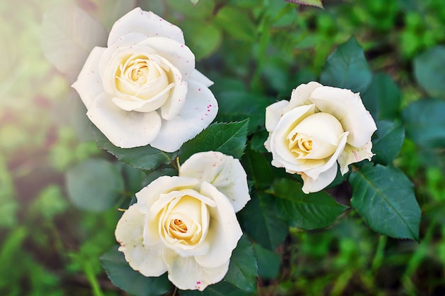 Tres rosas blancas en el jardín.