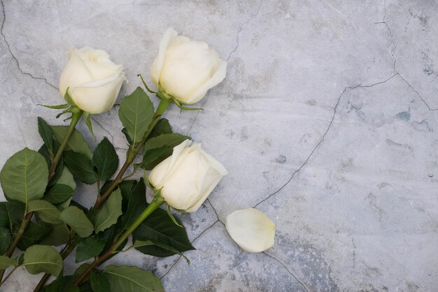 Três rosas brancas estão no fundo de concreto