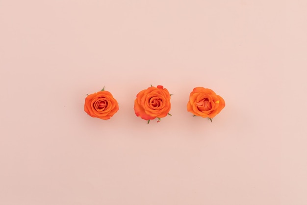 Tres rosas naranjas seguidas sobre fondo rosa. flor naturaleza frescura copia espacio.