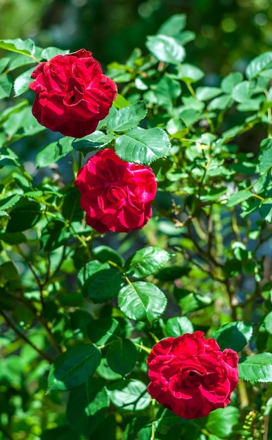 tres rosas rojas