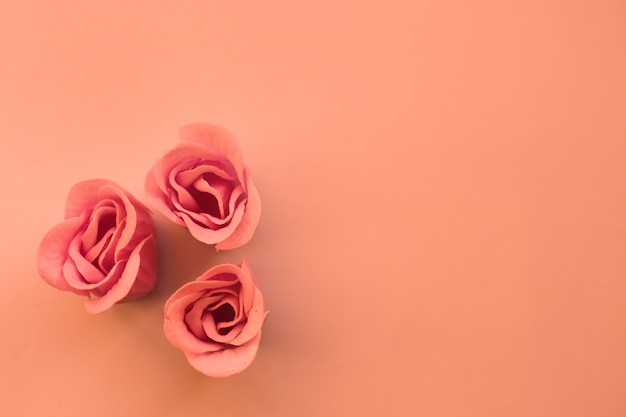 Tres rosas rosadas en el fondo coral con el espacio de la copia