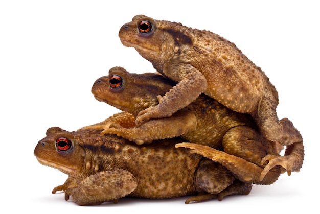 Tres sapos comunes o sapo europeo (Bufo bufo) apilados