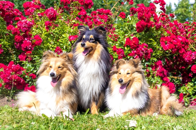 tres shelties y rosas