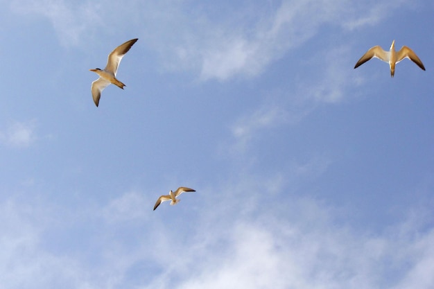 Foto três ternas de bico grande phaetusa simplex voando livremente com o céu de fundo à procura de comida