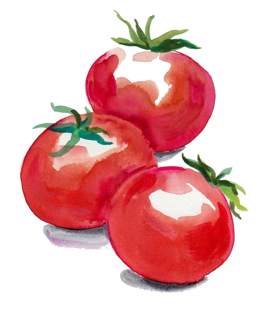 Tres tomates. Dibujo a tinta y acuarela