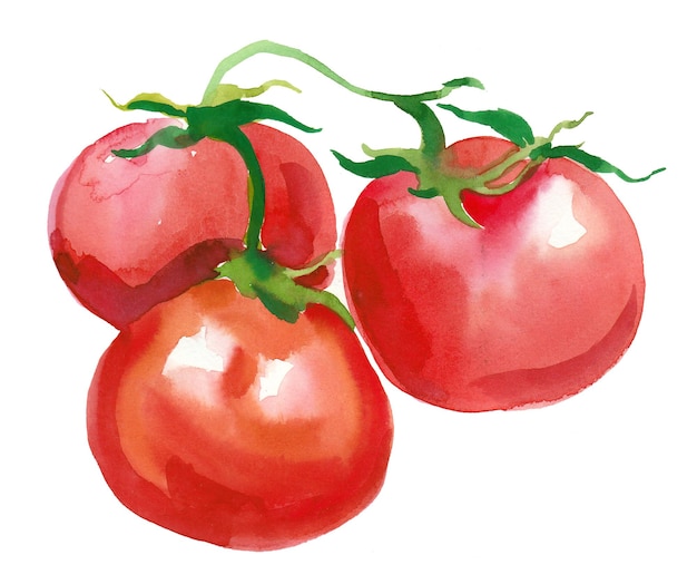 Tres tomates en rama. Dibujo a tinta y acuarela