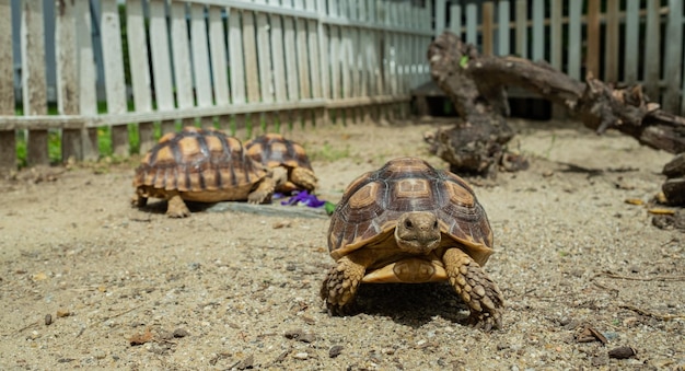 Tres tortugas Sucata en el suelo