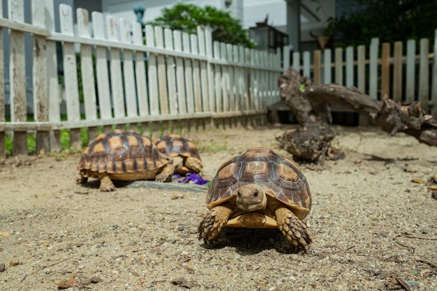 Tres tortugas Sucata en el suelo