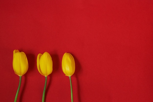 Tres tulipanes amarillos sobre fondo rojo. Vista superior