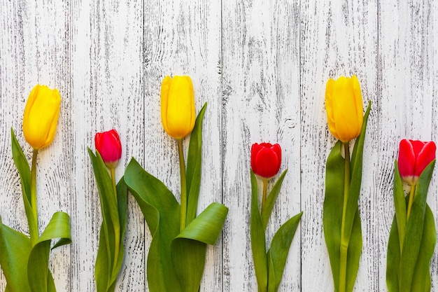 Tres tulipanes amarillos y tres rojos sobre un fondo antiguo blanco vintage