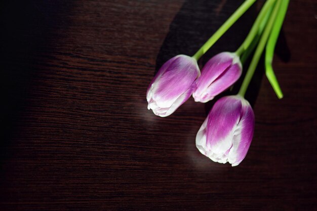 Tres tulipanes morados yacen sobre un fondo oscuro para una postal