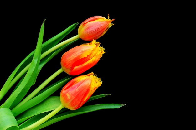 Tres tulipanes rojos y amarillos sobre fondo negro