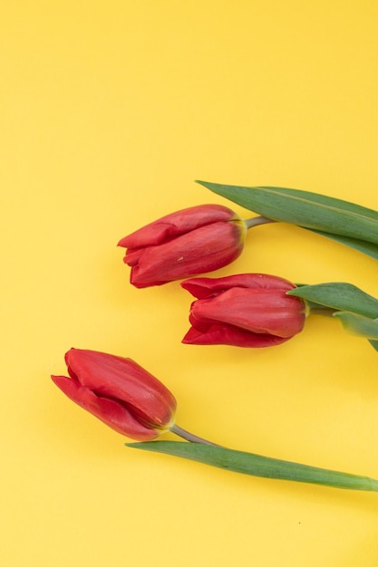 Tres tulipanes rojos con hojas verdes yacen sobre un fondo amarillo Lugar para el texto
