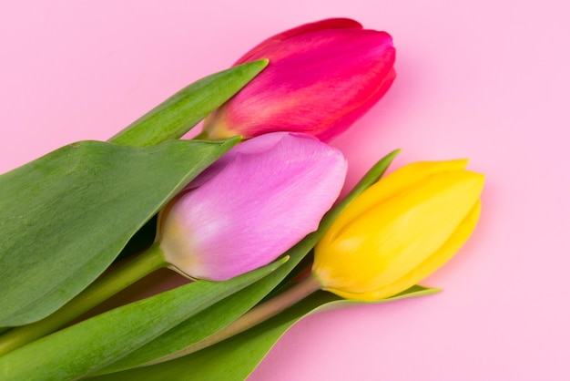 Tres tulipanes rojos y rosas amarillos sobre un fondo rosa